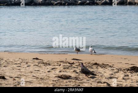 Pigeons walking on the beach Haeundae Busan, South Korea Stock Photo
