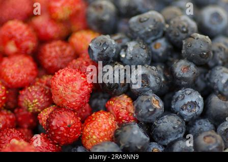 Close-up of fresh wet european blueberries and wild strawberries in summer. Stock Photo