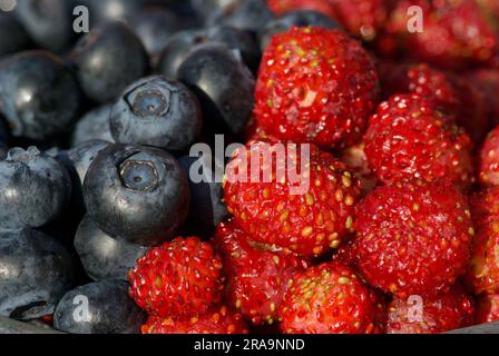 Close-up of fresh european blueberries and wild strawberries in summer. Stock Photo