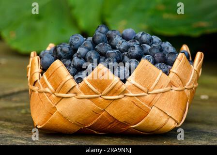 Fist basket with fresh picked european blueberries outdoors in summer. Stock Photo