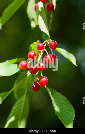 Branch of cherry tree with ripe red berries and green leaves in summer. Stock Photo