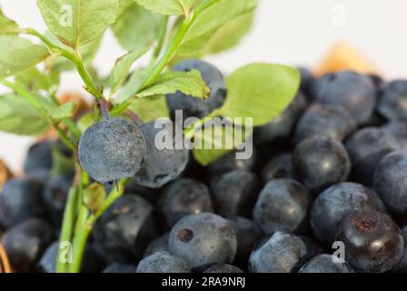 Sprig with european blueberries in front of picked berries laying in a fist basket. Stock Photo