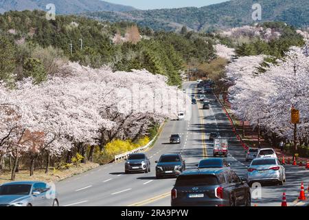 Traffic at Cherry blossom in bomun lake, Gyeongju, South Korea Stock Photo