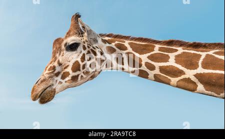 Detail close up side view portrait of giraffe head with blue sky Stock Photo