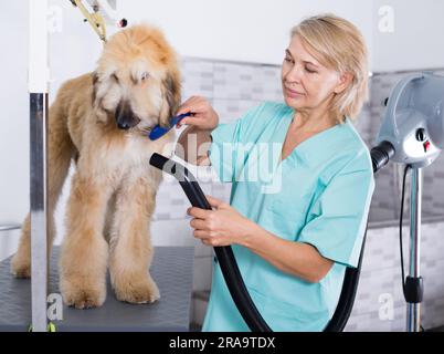 hairdresser professional dries hair by fen dog fur Afghan hound dog in hairdresser for animal Stock Photo