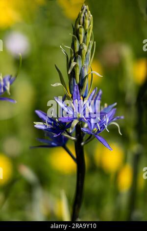 Camassia leichtlinii, the great camas or large camas, flowering in the gardens of Hillsborough Palace, County Down, Northern Ireland. Stock Photo