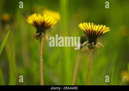 Yellow dandelion flowers on blurred green grass background Stock Photo