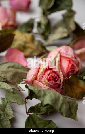 Romantic background with 2 pink dried rose buds and withered leaves. Two beautiful dead flowers close-up as a concept of passed time, sadness, depress Stock Photo