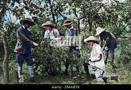 Female fruit-pickers in the fruit gardens and orchards of Evesham, picking strawberries and gooseberries to be made into jam for British troops; just one of the traditionally male roles taken over by women during the First World War.     Date: 1916 Stock Photo