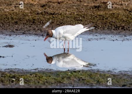 Dorney, Buckinghamshire, UK. A black headed gull with its summer plumage was stomping in floodwater on Dorney Common today to bring worms to the top of the surface to feed on them. Credit: Maureen McLean/Alamy Stock Photo