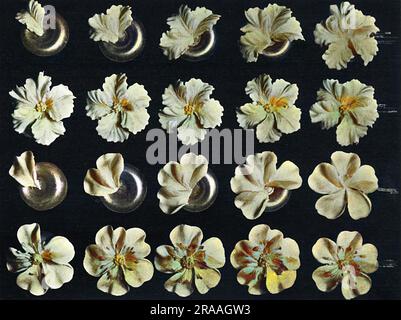 Cake design, flower making, Petunia, Wild Rose     Date: 1936 Stock Photo