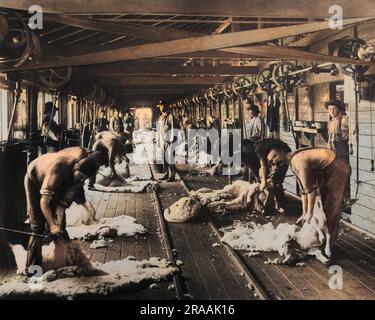 Shearing sheep, Burrawang, New South Wales, Australia.     Date: circa 1890s Stock Photo