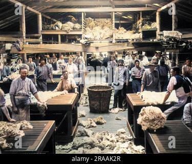 Wool sorting and classing in a shearing shed, Burrawang, New South Wales, Australia.     Date: circa 1890s Stock Photo