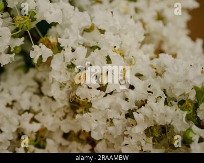 White Crape Myrtle Flower Stock Photo