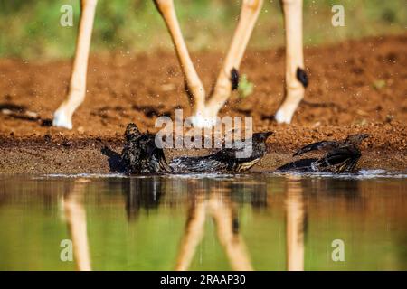 Three Red billed Oxpecker juvenile bathing in waterhole in Kruger National park, South Africa ; Specie Buphagus erythrorhynchus family of Buphagidae Stock Photo