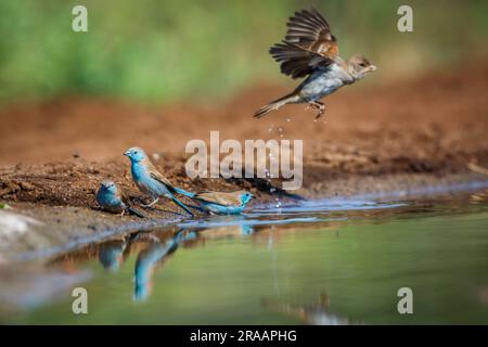 Blue-breasted Cordonbleu in waterhole and Southern Grey headed Sparrow flying in Kruger National park, South Africa ; Specie Uraeginthus angolensis fa Stock Photo