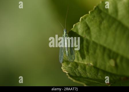 Macro Image of a Green Lacewing (Chrysopa perla) Perched Vertically on a Sunlit Green Leaf, Right of Image, against a Green Background, taken in UK Stock Photo