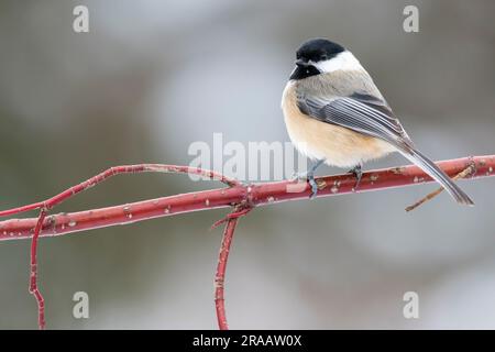 Black-capped chickadee (Parus atricapillus) perched on Red Osier dogwood shrub, winter, E North America, by Dominique Braud/Dembinsky Photo Assoc Stock Photo