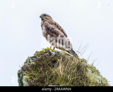 Common buzzard (Buteo buteo) perched on a rocky outcrop, Isle of Tiree, Inner Hebrides, Scotland. Stock Photo