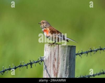 Common Linnet (Linaria cannabina) perched on a fence post, Isle of Tiree, Inner Hebrides, Scotland. Stock Photo