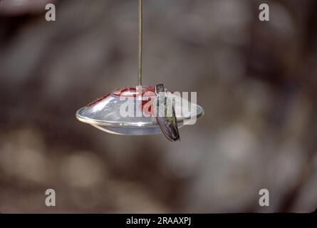 Ramsey canyon preserve hi-res stock photography and images - Alamy