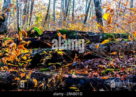 Fallen trunks in beech forest with leaves ahead Stock Photo