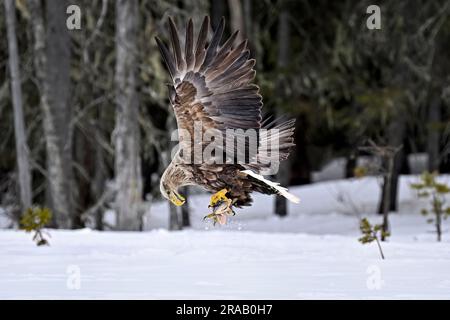 White-tailed eagle is checking carry on package Stock Photo