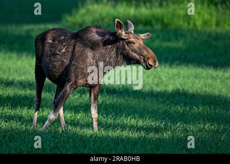 Moose bull grazing in the dusk Stock Photo