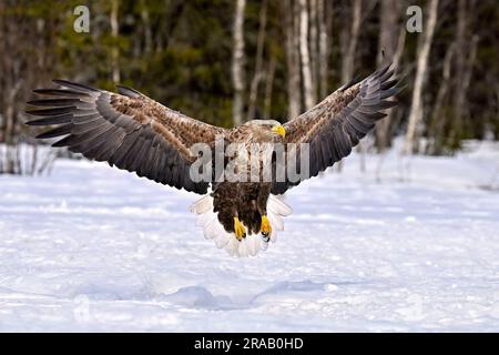 White-tailed eagle landing Stock Photo