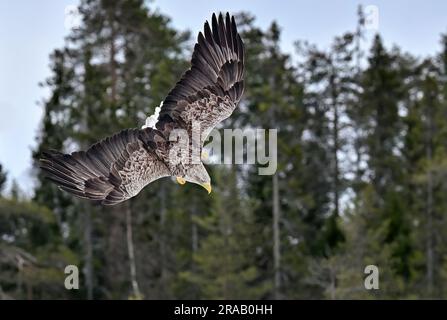 White-tailed eagle attacking Stock Photo