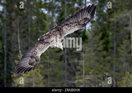 White-tailed eagle attacking Stock Photo
