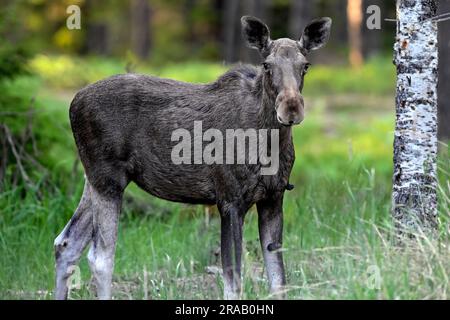 Moose in the forest Stock Photo