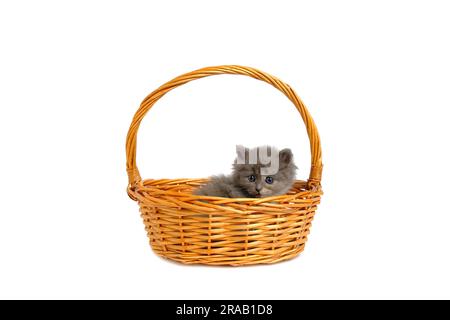 Gray and fluffy kitten is lying in basket white background, isolate Stock Photo