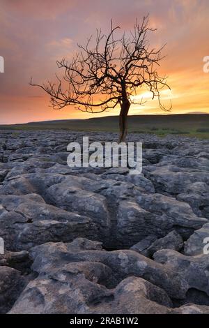 Lone tree growing out of limestone pavement, Yorkshire Dales National Park, England, UK. Stock Photo