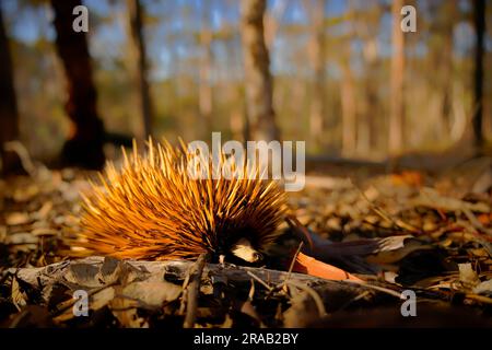 Tachyglossus aculeatus - Short-beaked Echidna in the Australian bush, known as spiny anteaters, family Tachyglossidae in the monotreme order of egg-la Stock Photo