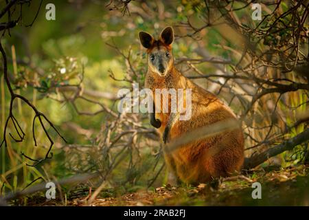 Swamp Wallaby - Wallabia bicolor small macropod marsupial of eastern Australia. Known as the black wallaby, black-tailed wallaby, fern wallaby, black Stock Photo