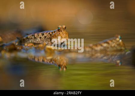 Barred Mudskipper - Periophthalmus argentilineatus  or Silverlined mudskipper, fish native to marine, fresh and brackish waters from Africa to Austral Stock Photo