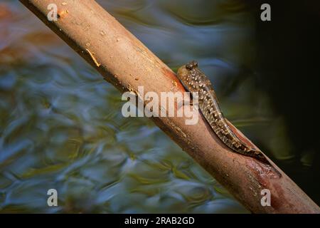 Barred Mudskipper - Periophthalmus argentilineatus  or Silverlined mudskipper, fish native to marine, fresh and brackish waters from Africa to Austral Stock Photo