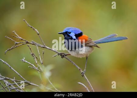 Blue-breasted Fairywren or Wren - Malurus pulcherrimus, non-migratory and endemic passerine bird in Maluridae, bright blue and brown orange bird with Stock Photo