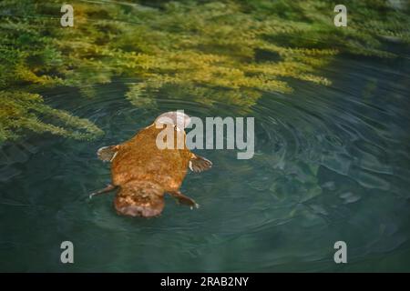 Platypus - Ornithorhynchus anatinus, duck-billed platypus, semiaquatic egg-laying mammal endemic to eastern Australia, including Tasmania. Strange wat Stock Photo