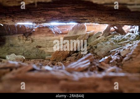 Wood decay, also known as wood rot, is the decomposition of wood, as seen in the gap of a log house Stock Photo