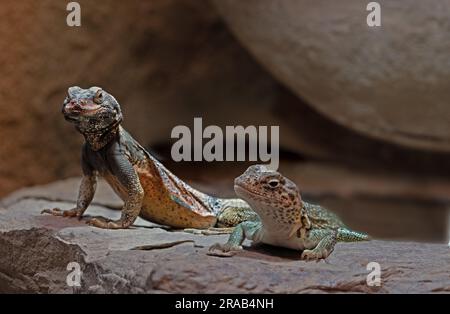 Chuckwalla, Sauromalus ater are found primarily in arid regions of the southwestern United States and northern Mexico Stock Photo