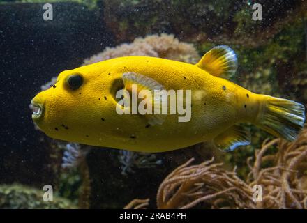 Yellow Blackspotted Puffer Or Dog-faced Puffer Fish Arothron Nigropunctatus Swimming In Water. Stock Photo