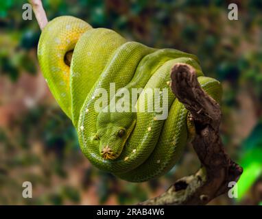 A green tree python hangs on a branch against a soft green background. Stock Photo
