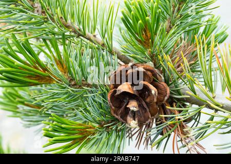 Japanese White Pine, Pinus parviflora cone, Branch, Needles, Closeup, Pinus parviflora 'Gyok-kasen' Stock Photo
