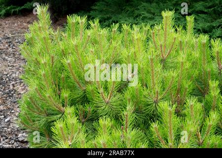 American Red Pine, Pinus resinosa 'Don Smith' Stock Photo