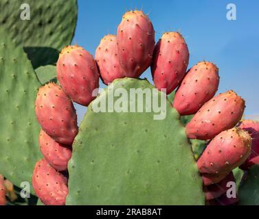 Sicilian Prickly Pear Cactus (opuntia ficus indica) with 10+ ripe red fruits, near Mount Etna, Sicily, Italy. Stock Photo