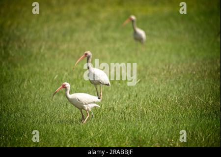 UNITED STATES - June 2023: Ibis spend time catching bugs in the abandoned  village of Portsmouth. Hurricane Dorian, which made landfall on September 6  Stock Photo - Alamy