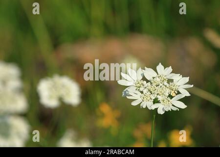 close up of a blooming orlaya grandiflora on cres island Stock Photo