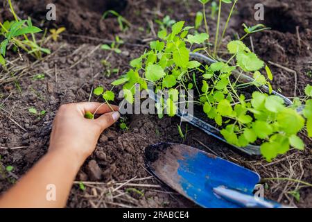 Transplanting foxglove seedlings into soil in summer garden using shovel. Growing flowers from seeds. Digitalis in plastic container Stock Photo